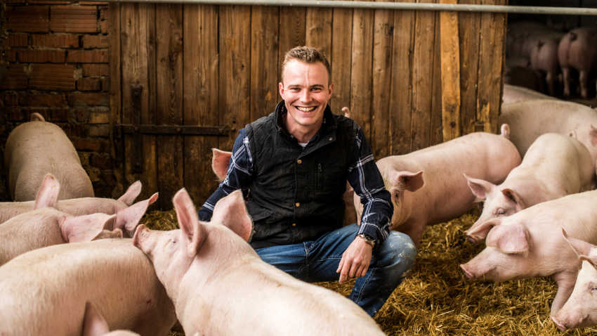BILLA: Systemänderung bei Schweinehaltung